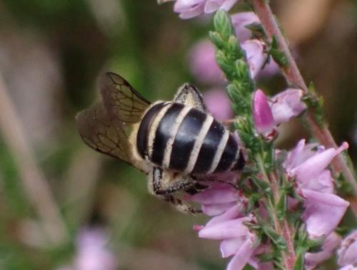 Colletes succinctus